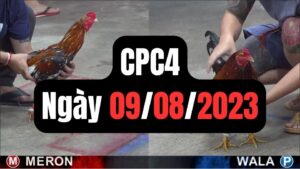 Đá gà thomo CPC4 9-08-2023