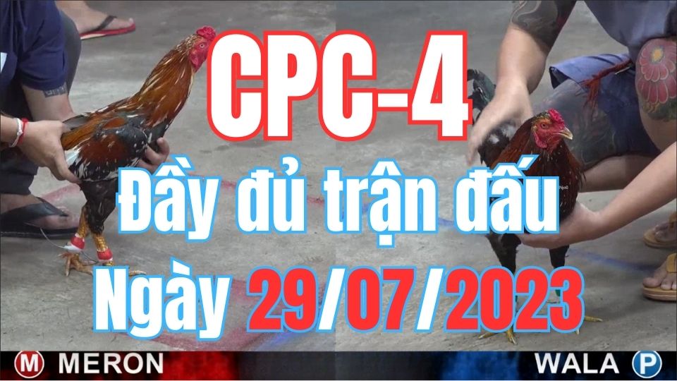 Đá gà thomo CPC4 29-07-2023