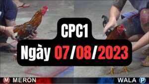 Đá gà thomo CPC1 7-08-2023