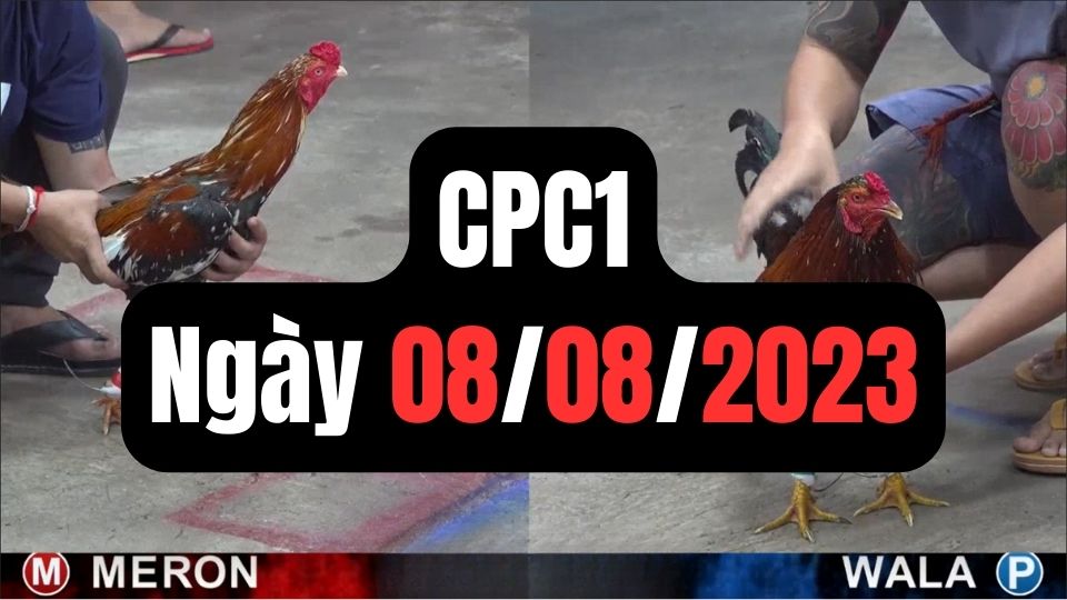 Đá gà thomo CPC1 8-08-2023