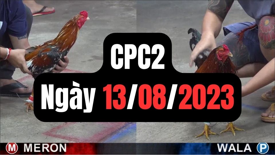 Đá gà thomo CPC2 13-08-2023