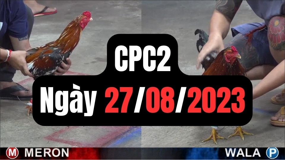 Đá gà thomo | CPC2 | 27/08/2023