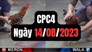 Đá gà thomo CPC4 14-08-2023