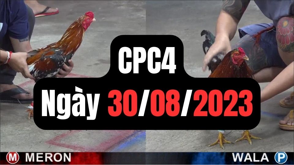 Đá gà thomo | CPC4 | 30/08/2023