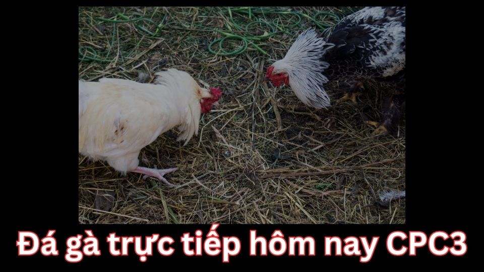 Đá gà trực tiếp hôm nay Thomo Cpc3