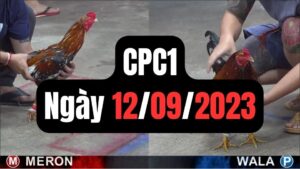 Đá gà thomo | CPC1 | 12/09/2023