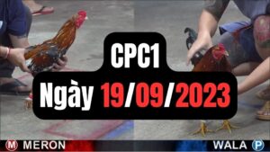 Đá gà thomo | CPC1 | 19/09/2023