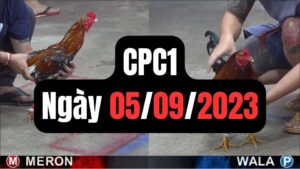 Đá gà thomo | CPC1 | 05/09/2023