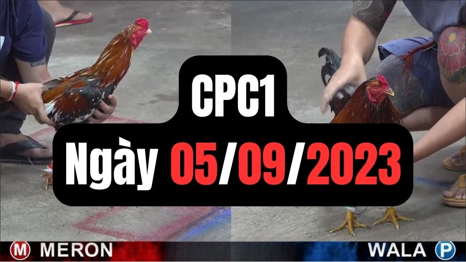 Đá gà thomo | CPC1 | 05/09/2023