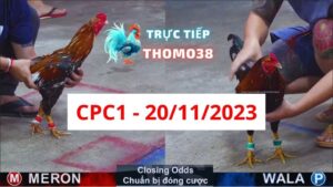 Đá gà thomo | CPC1 | 20/11/2023