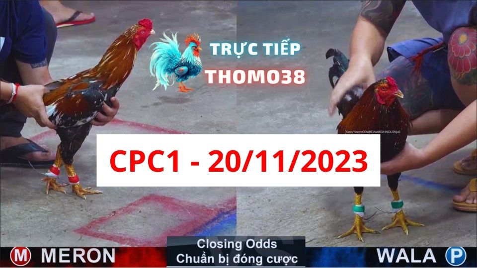 Đá gà thomo | CPC1 | 20/11/2023