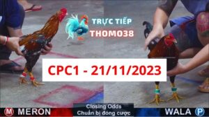 Đá gà thomo | CPC1 | 21/11/2023