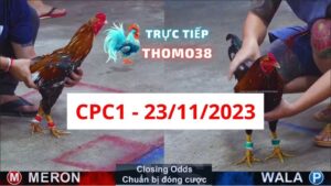 Đá gà thomo | CPC1 | 23/11/2023