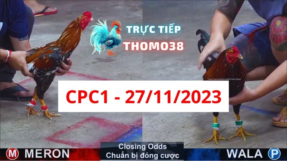 Đá gà thomo | CPC1 | 27/11/2023