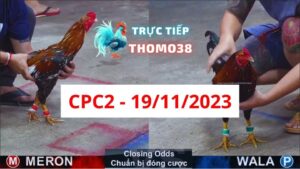 Đá gà thomo | CPC2 | 19/11/2023