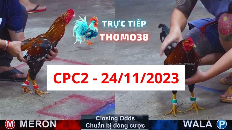 Đá gà thomo | CPC2 | 24/11/2023