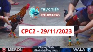 Đá gà thomo | CPC2 | 29/11/2023