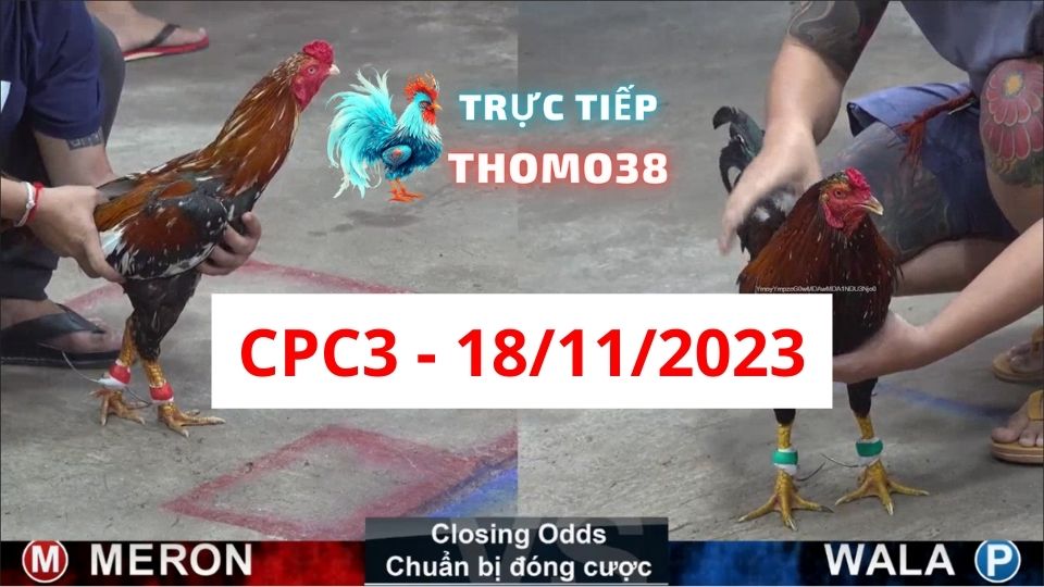 Đá gà thomo | CPC3 | 18/11/2023