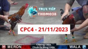 Đá gà thomo | CPC4 | 21/11/2023