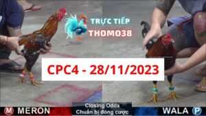 Đá gà thomo | CPC4 | 28/11/2023