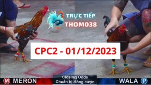 Đá gà thomo | CPC2 | 01/12/2023