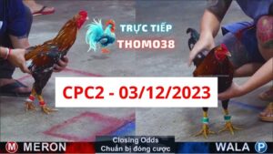 Đá gà thomo | CPC2 | 03/12/2023