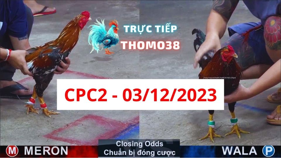 Đá gà thomo | CPC2 | 03/12/2023