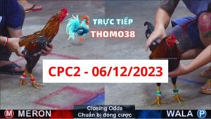 Đá gà thomo | CPC2 | 06/12/2023