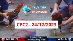 Đá gà thomo | CPC2 | 24/12/2023