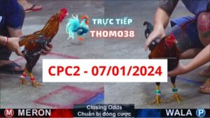 Đá gà thomo | CPC2 | 07/01/2024