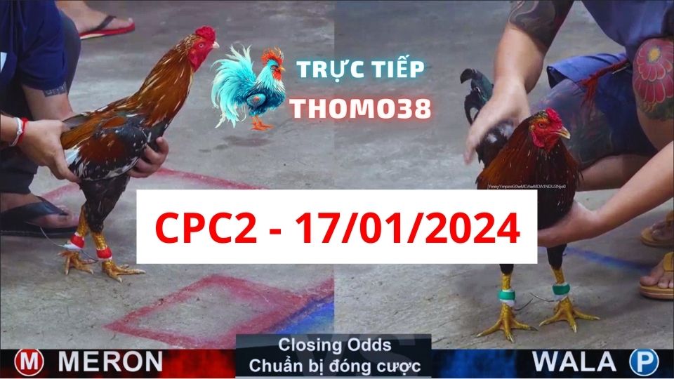 Đá gà thomo | CPC2 | 17/01/2024