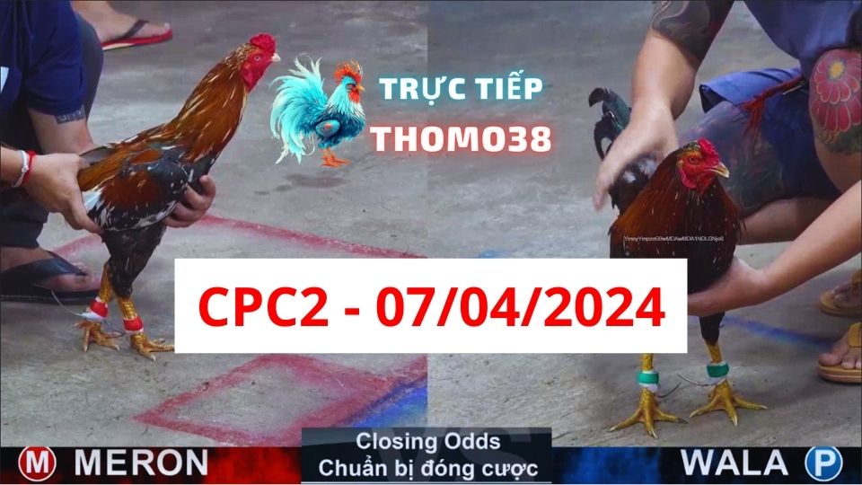 Đá gà thomo | CPC2 | 07/04/2024