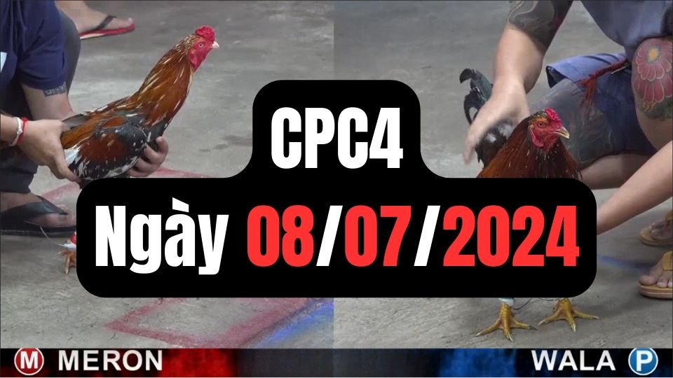 Đá gà thomo | CPC4 | 08/07/2024