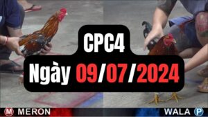 Đá gà thomo | CPC4 | 09/07/2024