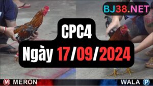 Đá gà thomo | CPC4 | 17/09/2024