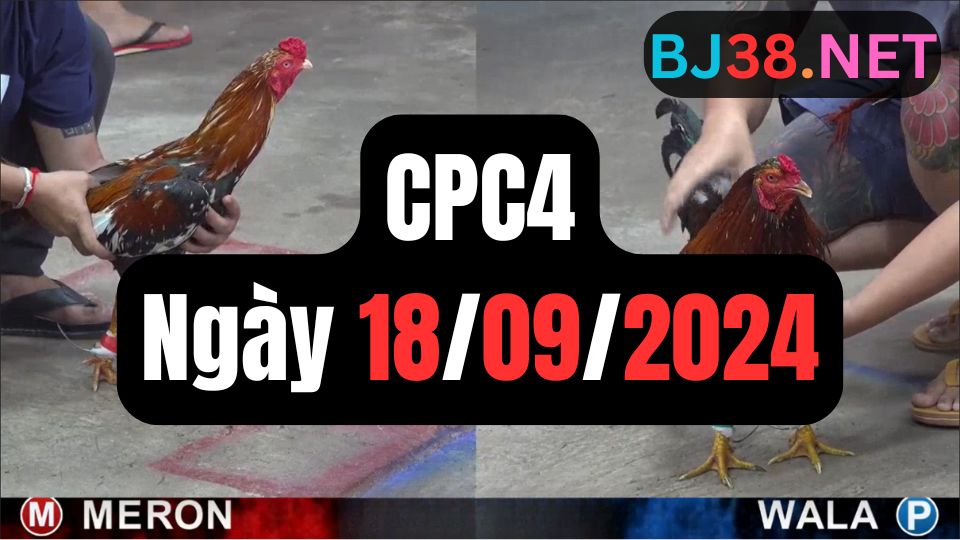 Đá gà thomo | CPC4 | 18/09/2024