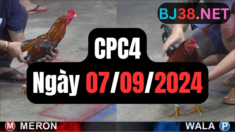 Đá gà thomo | CPC4 | 07/09/2024