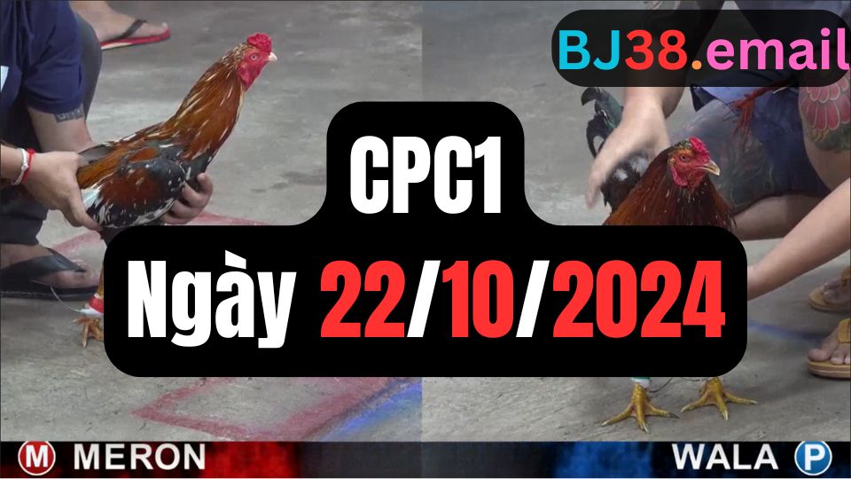 Đá gà thomo | CPC1 | 22/10/2024