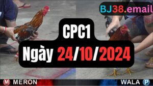 Đá gà thomo | CPC1 | 24/10/2024