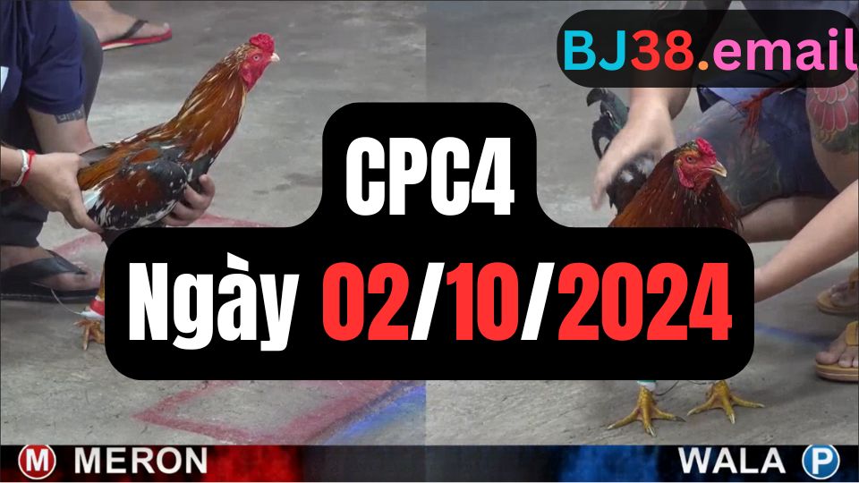 Đá gà thomo | CPC4 | 02/10/2024