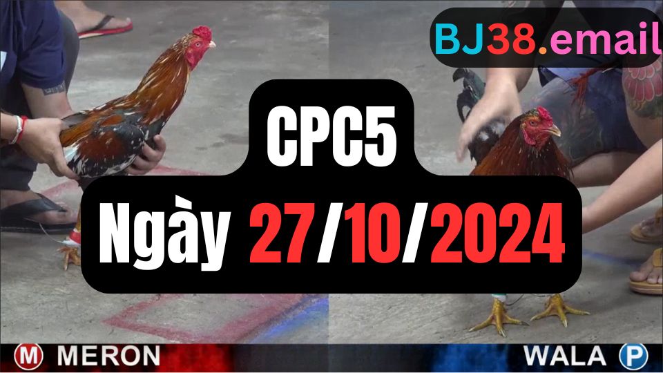 Đá gà thomo | CPC5 | 27/10/2024