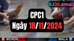 Đá gà thomo | CPC1 | 18/11/2024