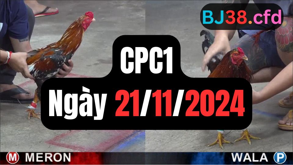 Đá gà thomo | CPC1 | 21/11/2024