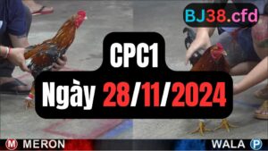 Đá gà thomo | CPC1 | 28/11/2024