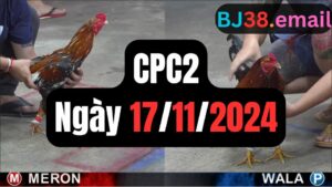 Đá gà thomo | CPC2 | 17/11/2024