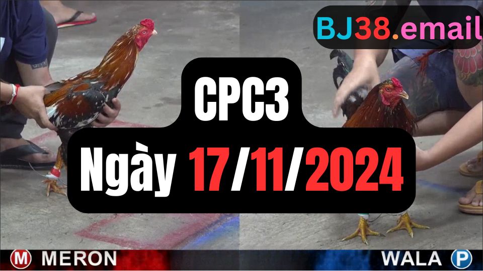 Đá gà thomo | CPC3 | 17/11/2024