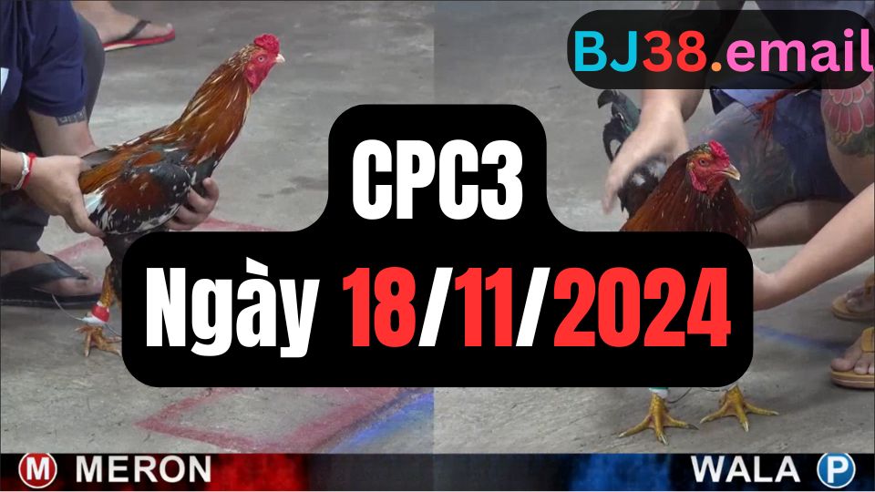 Đá gà thomo | CPC3 | 18/11/2024