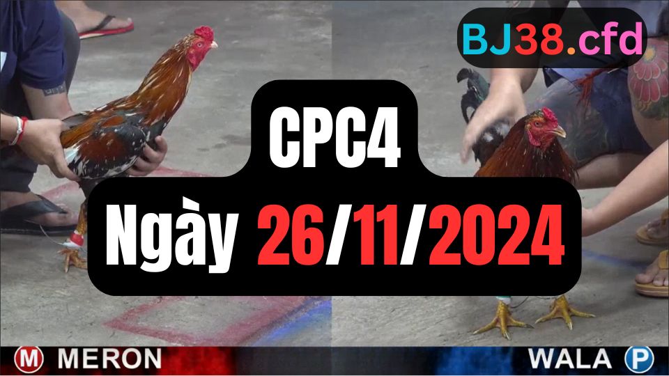 Đá gà thomo | CPC4 | 26/11/2024