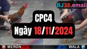 Đá gà thomo | CPC4 | 18/11/2024