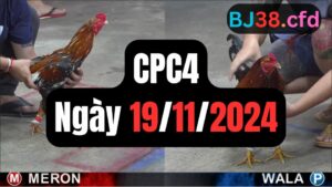 Đá gà thomo | CPC4 | 19/11/2024